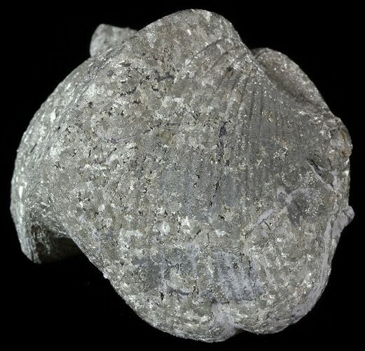 Pyrite Replaced Brachiopod (Paraspirifer) - Ohio #52707